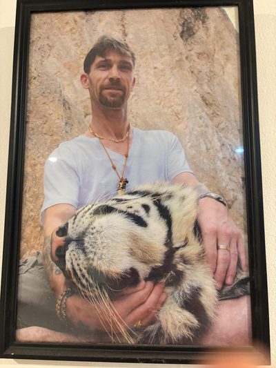 A framed photograph of a man resting a hand on a sleeping tiger.